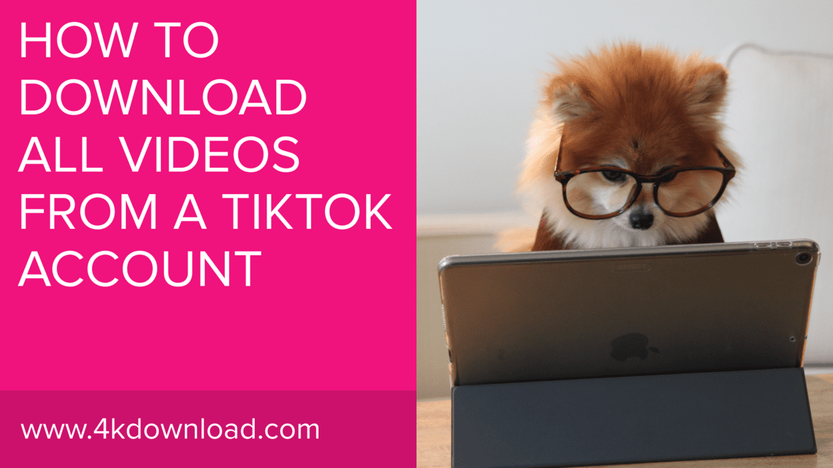 Как скачать все видео из TikTok-аккаунта | 4K Download